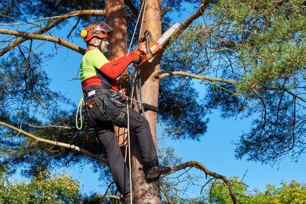 Tree Service in Waco