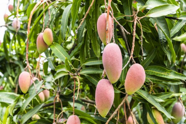 Cost of Mango Tree Trimming in Waco