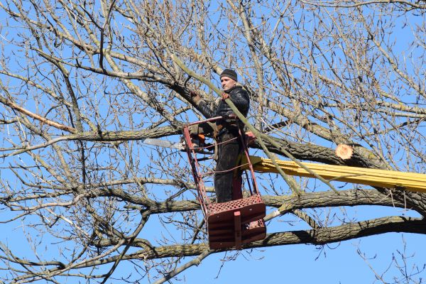 Cost of Emergency Tree Trimming in Waco