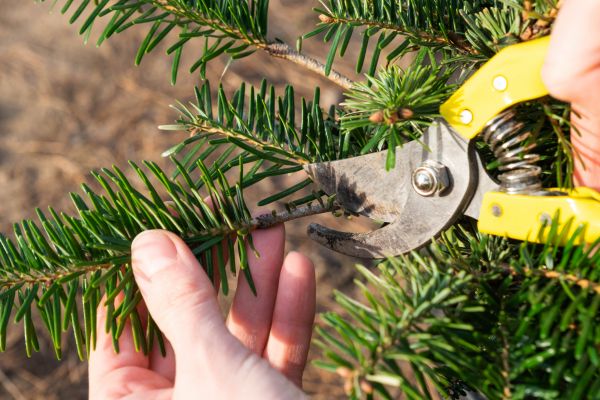 Pine Tree Pruning in Waco