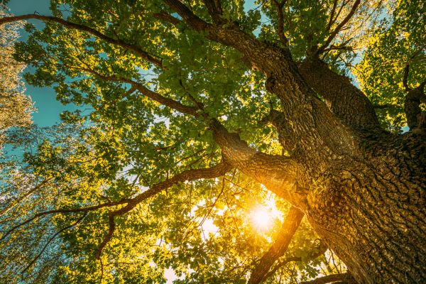 Cost of Oak Tree Pruning in Waco