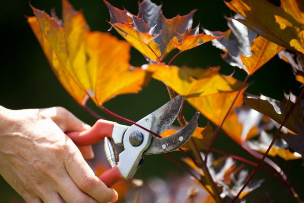 Cost of Maple Tree Pruning in Waco
