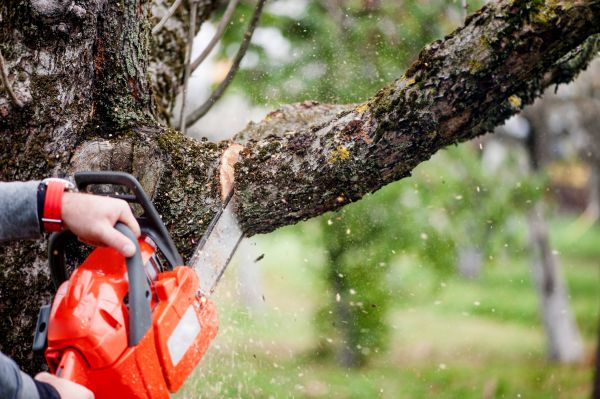 Cost of Tree Limbs Removal in Waco
