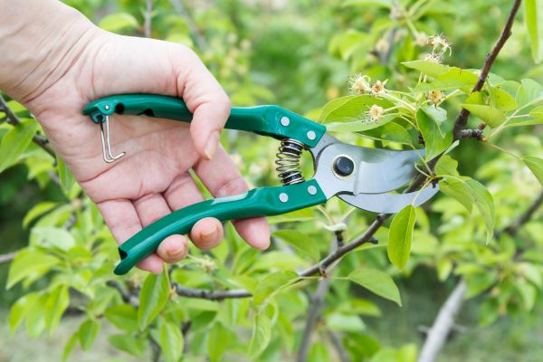 Cost of Pear Tree Pruning in Waco