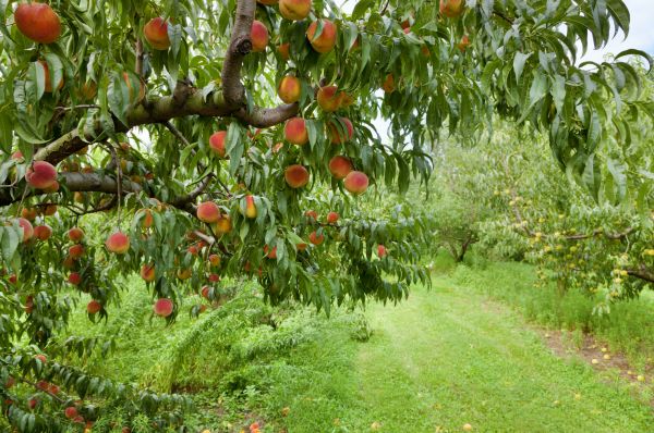 Cost of Peach Tree Pruning in Waco