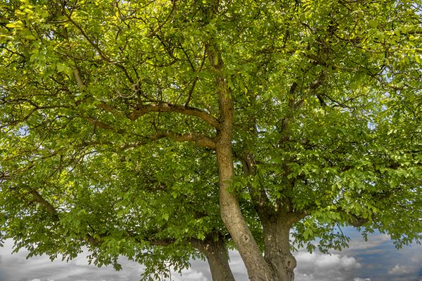 Cost of Walnut Tree Trimming in Waco