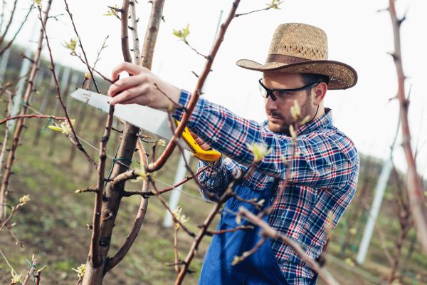 Cost of Orchard Tree Pruning in Waco