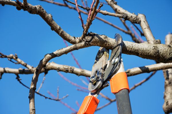 Cost of Peach Tree Trimming in Waco