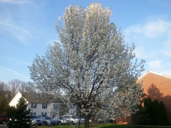 Cost of Bradford Pear Tree Pruning in Waco