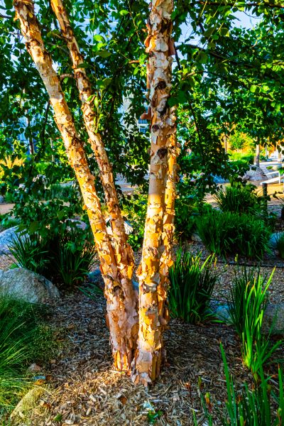 Cost of River Birch Trimming in Waco
