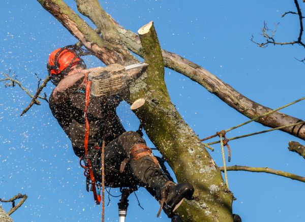Cost of Tree Trimming Service in Waco