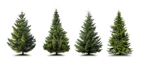 Cost of Pine Tree Trimming in Waco