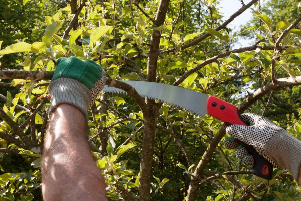 Cost of Apple Tree Trimming in Waco