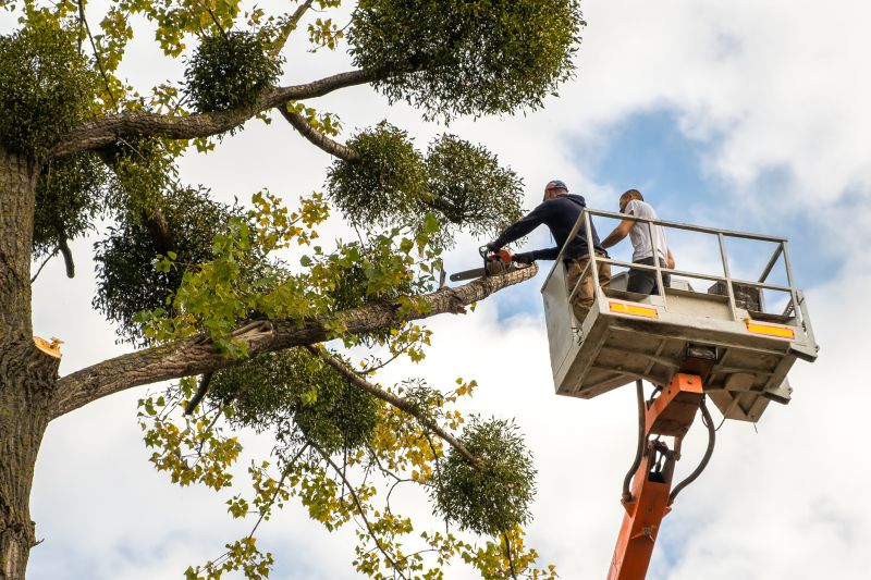 Tree Lopping Service detail