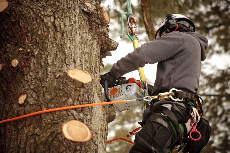 Arborist Performing Trimming
